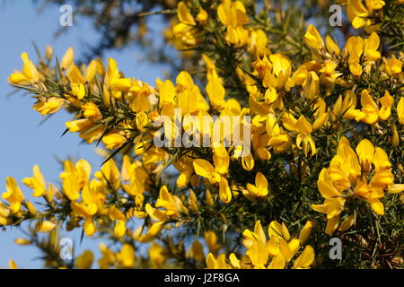 gemeinsamen Ginster Blüte Stockfoto