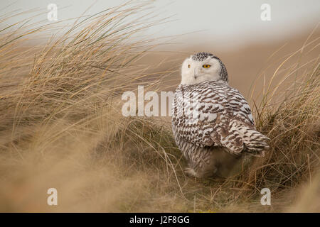 Schnee-Eule (Bubo Scandiacus) in den niederländischen Dünen Stockfoto