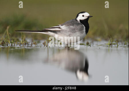 Weiße Bachstelze auf Nahrungssuche in nassem Rasen land Stockfoto