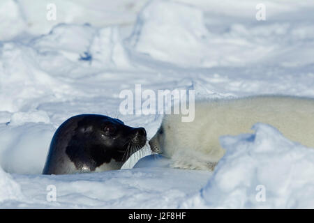 Harp Seal mit Welpen auf dem Meereis in der Nähe von Atmung Loch Stockfoto