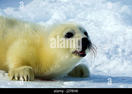 Harp Seal Pup auf Meereis Stockfoto