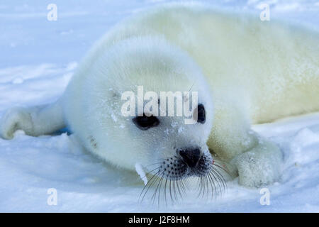 Harp Seal Pup auf Meereis Stockfoto