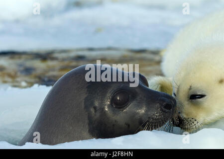 Harp Seal mit Welpen auf dem Meereis in der Nähe von Atmung Loch Stockfoto