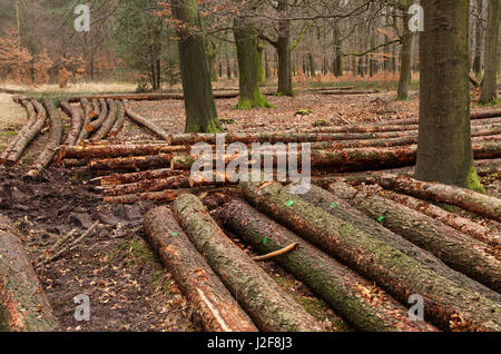 Stängel nach dem Holzschnitt in einem Wald. Stockfoto