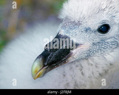 Nördlichen Fulmar, Portrait. Fulmarus Cyclopoida Stockfoto