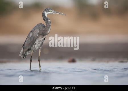 Western Reef Silberreiher (Egretta Gularis) im flachen Wasser Stockfoto