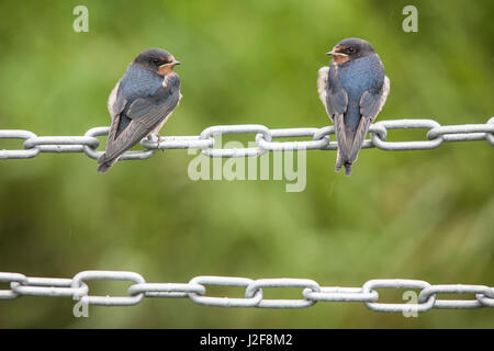 Rückansicht der beiden Jugendlichen Rauchschwalbe (Hirundo Rustica) sitzen an einer Kette Stockfoto