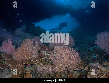 Bunte Gorgonien im Vordergrund umrahmen die Silhouette eines jeden Tauchers in das Fenster einer unterseeischen Mauer. Raja Ampat, Indonesien. Stockfoto