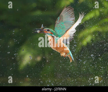 Eisvogel (Alcedo Atthis) fängt einen Fisch Stockfoto