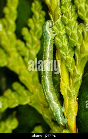 Raupe von Freyer Mops (Eupithecia Intricata) Essen aus einem Nadelbaum Stockfoto