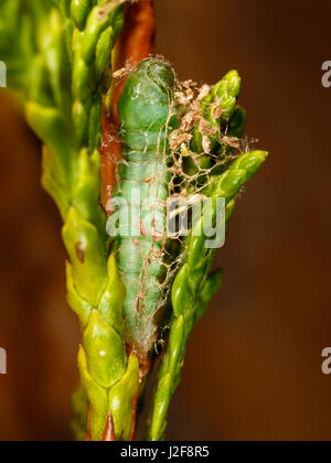 Die Raupe ein Freyer Mops (Eupithecia Intricata) hat einen lockeren Kokon um die Puppe gemacht. Stockfoto