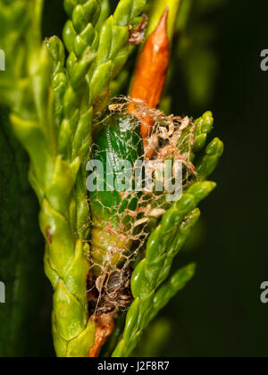 Die Raupe ein Freyer Mops (Eupithecia Intricata) hat einen lockeren Kokon um die Puppe gemacht. Stockfoto