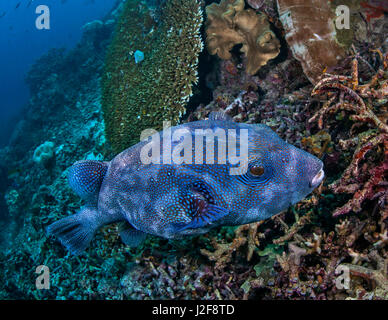 Sternenhimmel Kugelfisch mit Blaufärbung auf Nahrungssuche am Korallenriff. Raja Ampat, Indonesien. Stockfoto