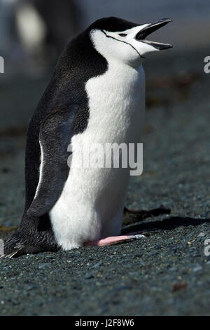 Kinnriemen Pinguin am Strand Stockfoto