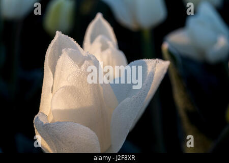 Eiskristalle auf eine weiße Tulpe Stockfoto