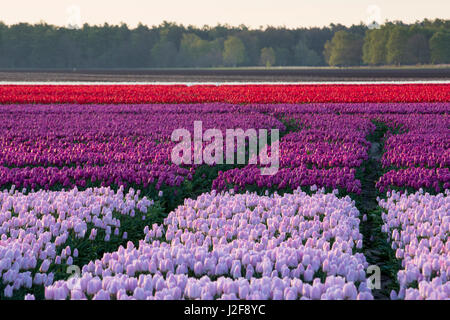 Tulpenfelder in lila, rot und weiß Stockfoto