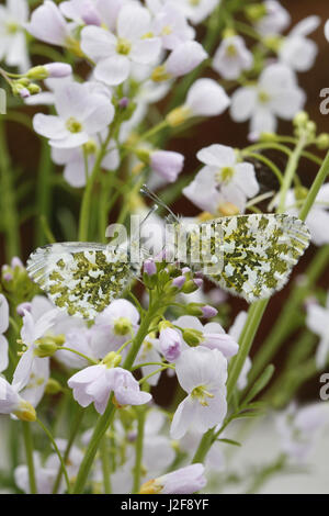 Zwei weibliche orange Tipps, Kuckuck-Blumen Stockfoto