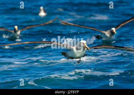 Salvin die Albatrosse fliegen aus dem Ozean Stockfoto