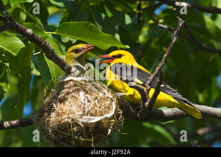 Männliche und weibliche eurasischen Pirol in der Nähe von Nest Stockfoto