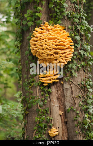 Huhn des Waldes; Laetiporus sulphureus Stockfoto