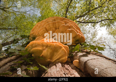Huhn des Waldes; Laetiporus sulphureus Stockfoto