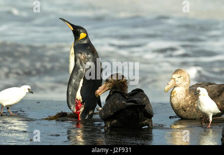 Verwundeten Königspinguin von riesigen Sturmvögel angegriffen Stockfoto