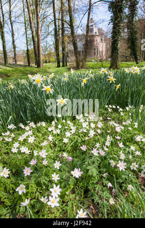 Holz-Anemonen in den Wald Park Estate Hackfort in Vorden, Gelderland Stockfoto