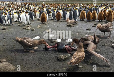 Northern und Southern Giant Sturmvögel Essen vom König Pinguin Stockfoto