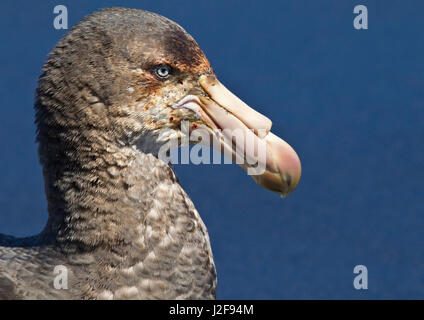 Kopfschuss nördlichen Giant Petrel; Macronectes halli Stockfoto