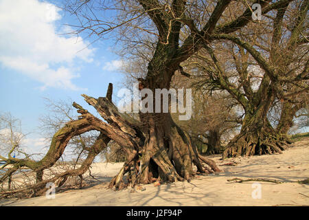 Weiden wachsen auf einer Riverbeach des Flusses Waal. Stockfoto