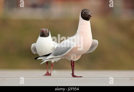 Zwei Lachmöwen. Der hat vorne einer bemerkenswerte rosa Farbe. Stockfoto