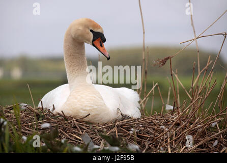 Das Züchten von Höckerschwan auf ein Nest neben einem Graben auf einer Wiese. Stockfoto