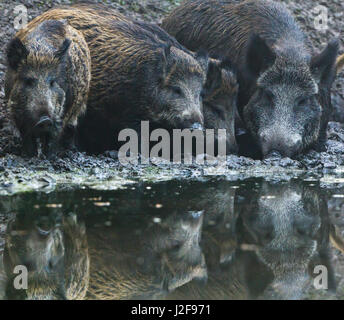 Wildschwein Trinkwasser und stehen im Schlamm Stockfoto