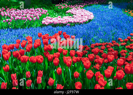 Schöne Blumen und Gärten im Keukenhof in Lisse Stockfoto