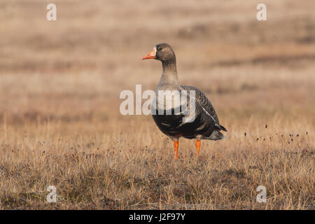 Größere weiße – Anser Gans herein tundra Stockfoto