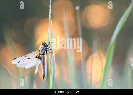 Vier-spotted Chaser bei Sonnenaufgang auf dem Rasen hängen Stockfoto