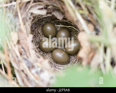 Nest von einer Nachtigall (Luscinia Megarhynchos) mit fünf Eiern Stockfoto