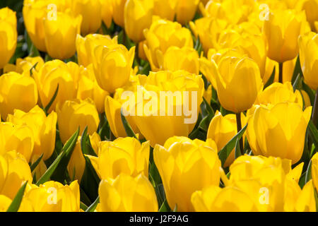 Bereich der Tulpen in der Nordost Polder Flevoland Stockfoto