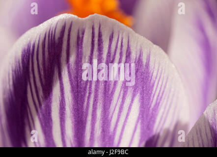 Weißes und violettes Blatt der Blume von Crocus Pickwick'.' Stockfoto