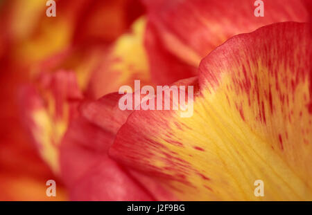 Rote und gelbe Blatt der Blüte einer Tulpe. Stockfoto