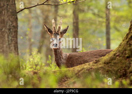 Reh (Capreolus Capreolus) Bock in einem Wald im Frühjahr. Stockfoto