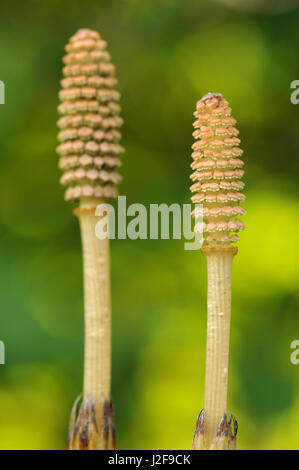 Gemeinsamen Schachtelhalm (Equisetum Arvense) Stockfoto