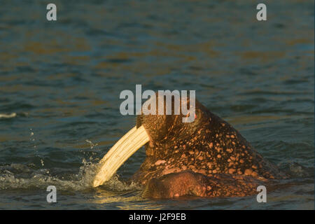 Kopfschuss Walross Schwimmen im Wasser Stockfoto