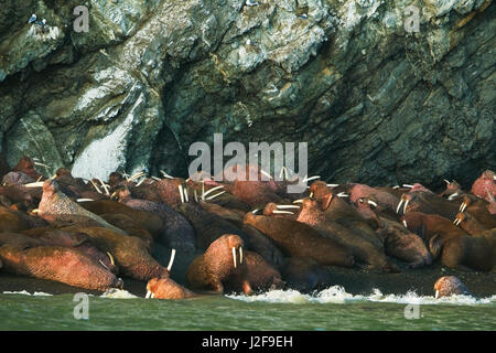 Walross am Strand Stockfoto