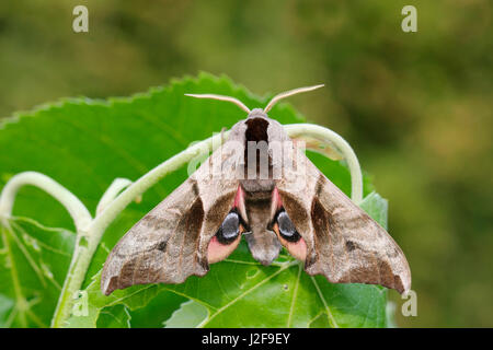 Eyed Hawk-Moth; Smerinthus ocellata Stockfoto