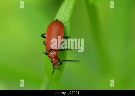 Red-headed Cardinal Beetle; Pyrochroa serraticornis Stockfoto