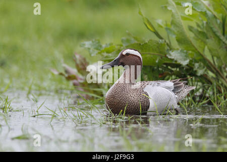 Männliche Garganey (Anas Querquedula) in nassen Grünland in Ackerland Stockfoto