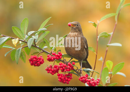 Amsel im Herbst rote Beeren zu essen. Stockfoto