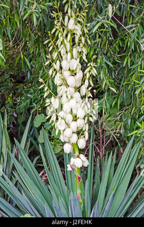 Yucca-Pflanze mit Knospen und Blüten. Stockfoto