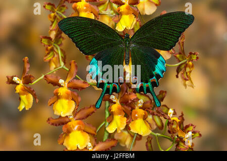 Luzon Tagpfauenauge Schwalbenschwanz aus Philippinen, Papilio hermeli Stockfoto